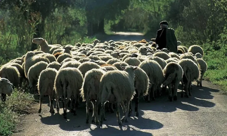 Ευλογιά αιγοπροβάτων: Η Νέα Τάξη «τελειώνει» τους μικρούς παραγωγούς – Κτηνοτρόφος πέθανε από τον καημό του επειδή θα του θανάτωναν τα ζώα