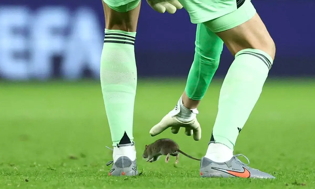 Απίστευτο σκηνικό στο Ουαλία–Βέλγιο: Ποντικός… έκανε ντρίμπλα στον Κουρτουά!