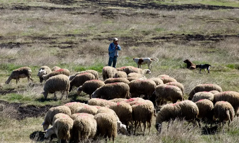 Ευλογιά: Θανάτωση προβάτων της φυλής Πελαγονίας χωρίς διατήρηση DNA