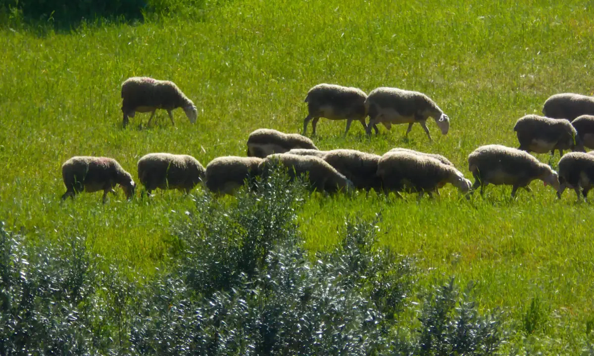 Σκάνδαλο ΟΠΕΚΕΠΕ: Με 2,5 εκατ. ευρώ αδήλωτα και Jaguar βρέθηκε ο «Φραπές»