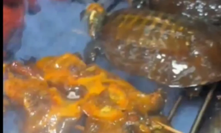 VIRAL: Η καυτερή χελώνα που έγινε street food λατρεία στην Κίνα