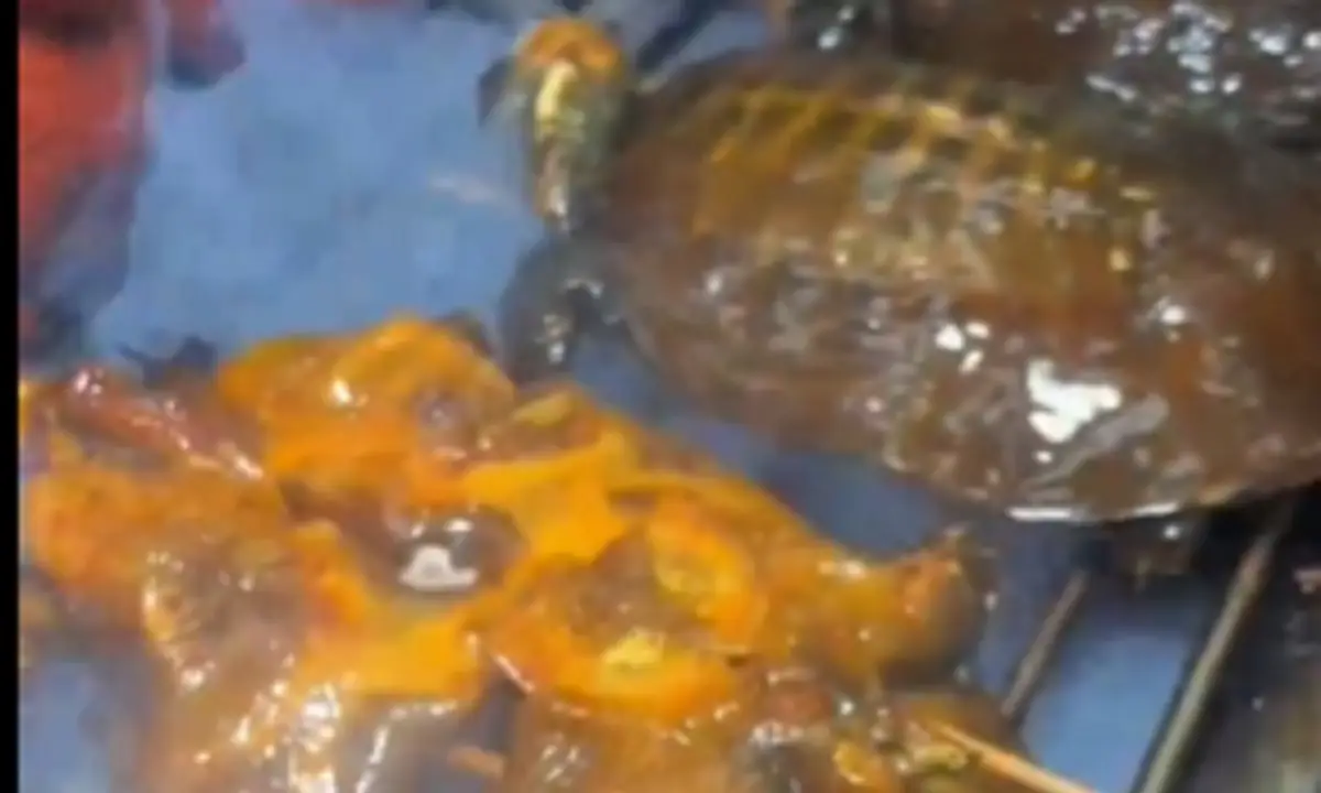 Η καυτερή χελώνα που έγινε street food λατρεία στην Κίνα