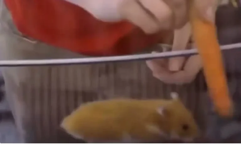 VIRAL: Όταν η Volvo έβαλε… χάμστερ να οδηγήσει φορτηγό 15 τόνων