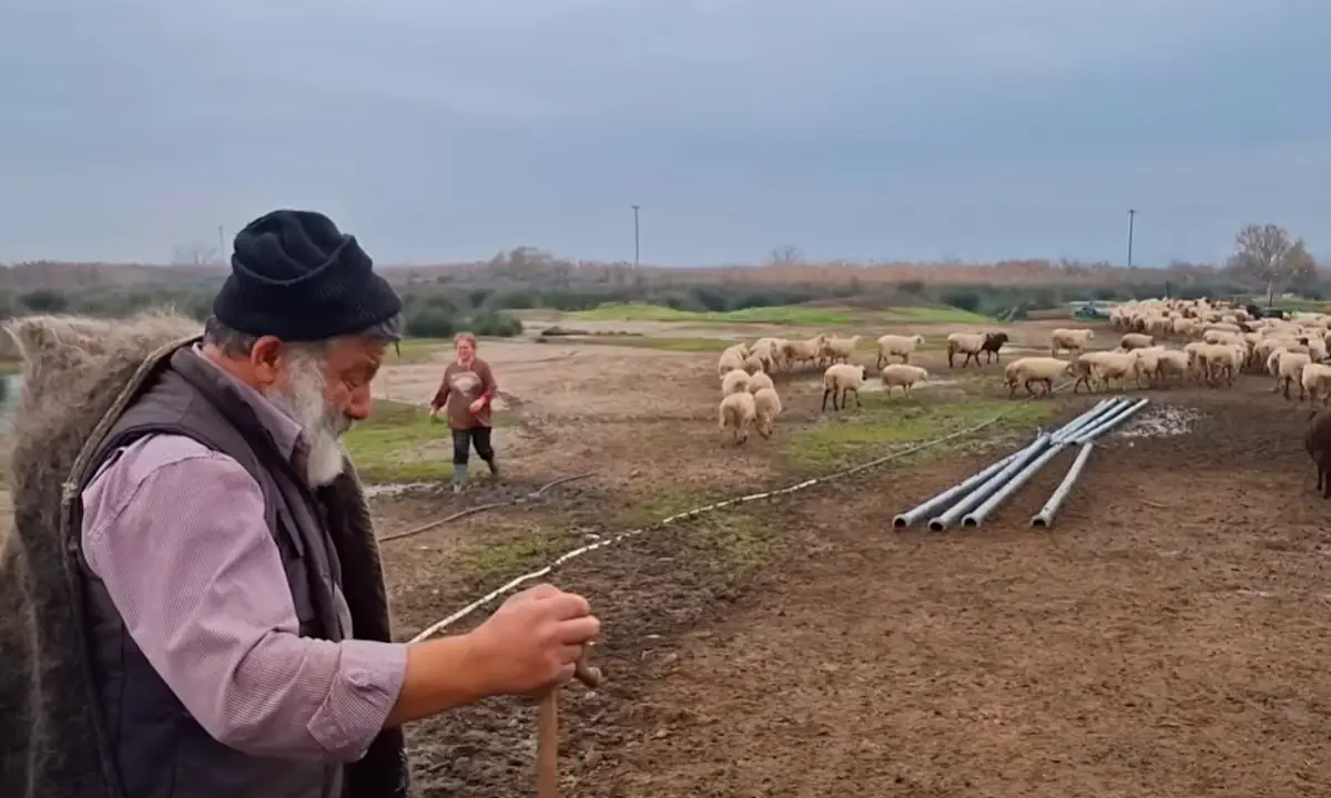 Δάκρυσε όλη η Ελλάδα με τον απαρηγόρητο τσοπάνη – Σκοτώνουμε τα πρόβατά μας για να μας ταΐσουν «πολτό» πολυεθνικών