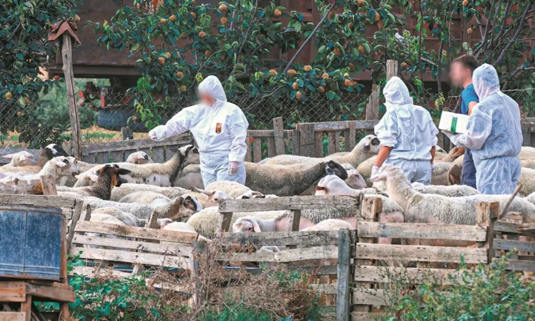 Κοινωνία: Σοκ στην Πιερία: Κτηνοτρόφος αυτοκτόνησε αφού του θανάτωσαν 1000 πρόβατα – Άλλο ένα τραγικό θύμα του απάνθρωπου πρωτοκόλλου της ευλογιάς