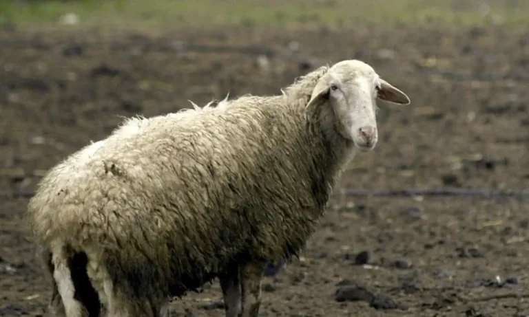 Κοινωνία: Ευλογιά αιγοπροβάτων: «Χαστούκι» στην κυβέρνηση Μητσοτάκη από ΕΕ – Η EFSA κρίνει αναγκαίο τον εμβολιασμό εθνικής εμβέλειας