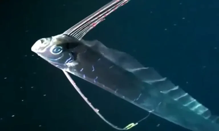 VIRAL: Οταν εμφανίζεται αυτό το ψάρι έρχονται σεισμοί και τσουνάμι. Ενας απο τους πιο περίεργους μύθους του βυθού