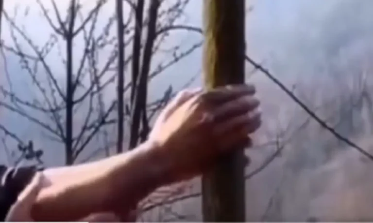VIRAL: Τι συμβαίνει αν πιάσεις δέντρο που μεγαλώνει